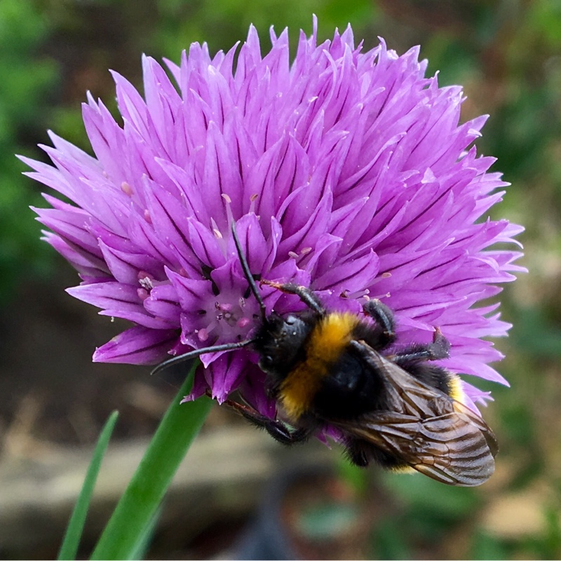Plant image Allium schoenoprasum