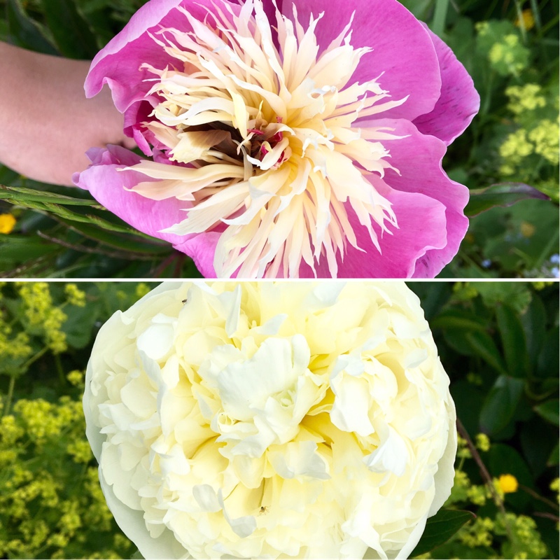 Paeonia lactiflora 'Bowl of Beauty'