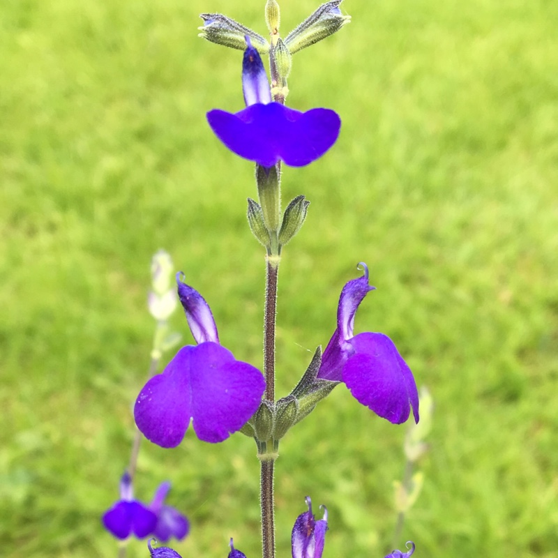 Plant image Salvia greggii 'Blue Note'