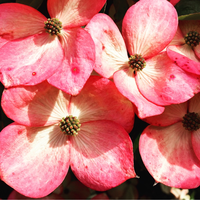 Cornus Kousa 'Radiant Rose'