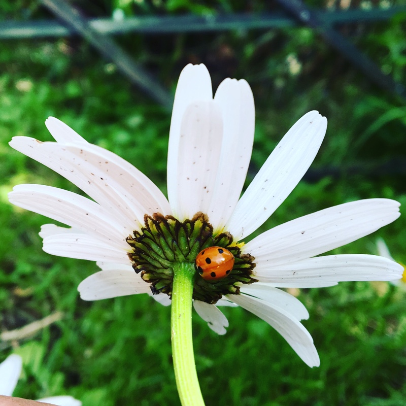 Plant image Leucanthemum vulgare