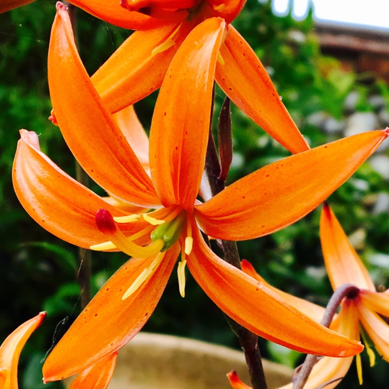 Lilium 'Orange Marmalade'