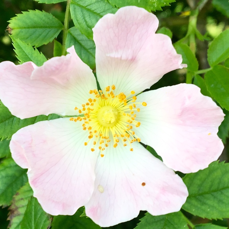 Rosa canina