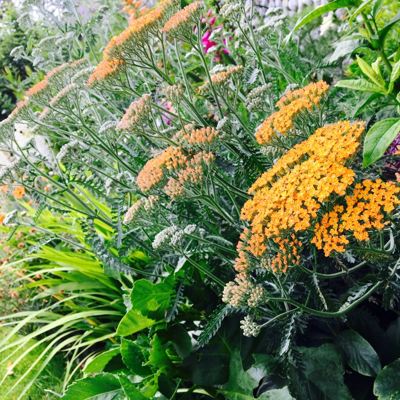 Plant image Achillea 'Terracotta'