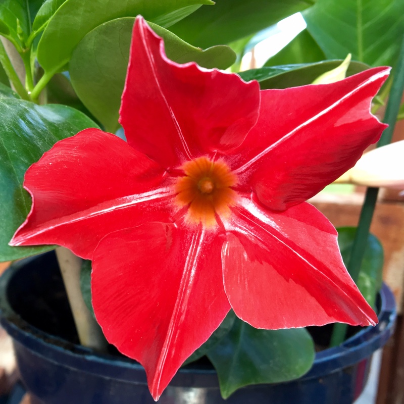 Plant image Mandevilla 'Sunparasuji' syn. Mandevilla 'Sun Parasol Stars and Stripes', Mandevilla 'Sundaville Red Star'