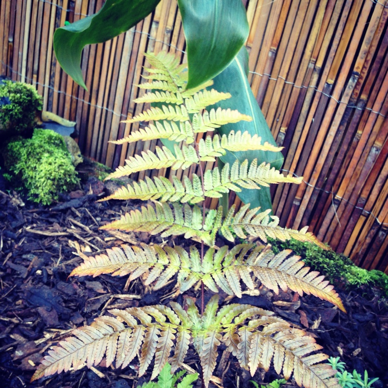 Plant image Dryopteris Erythrosora
