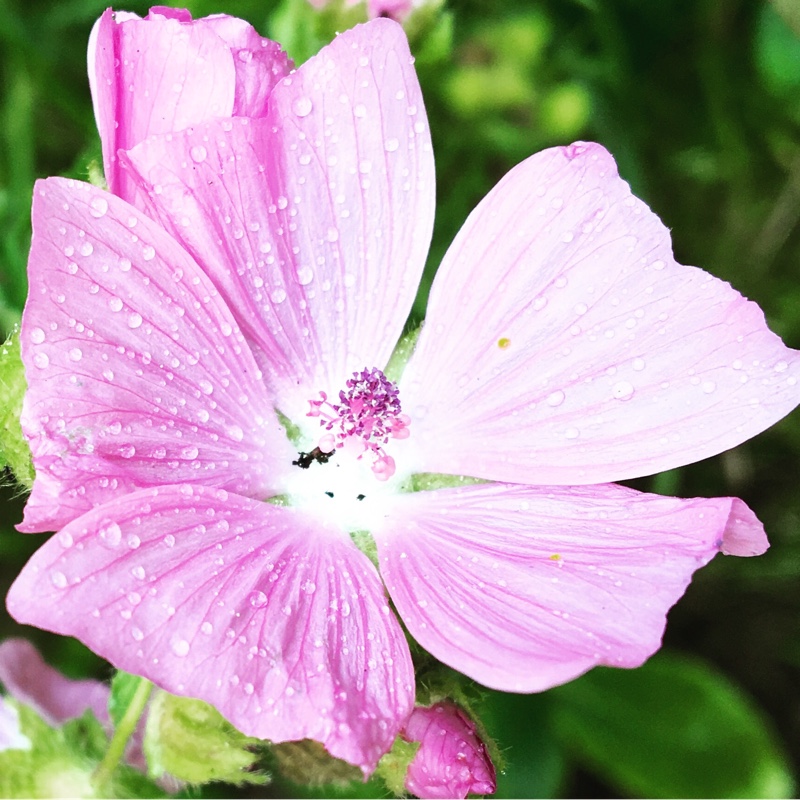 Plant image Malva Moschata 'Rosea'
