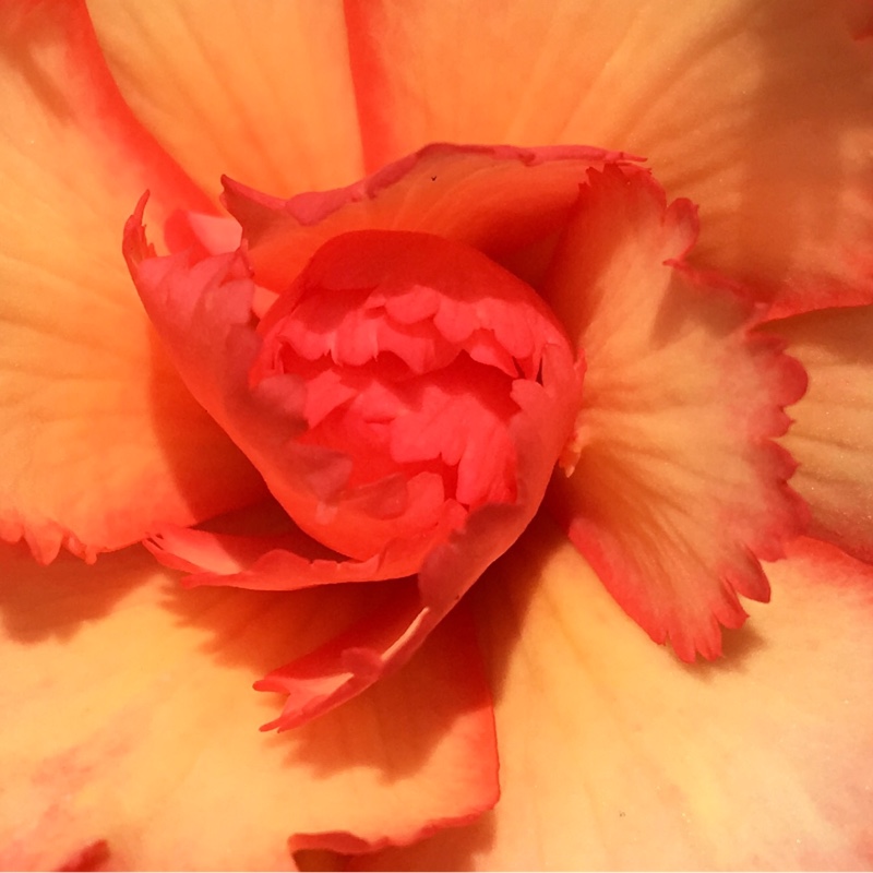 Plant image Begonia (Tuberous)
