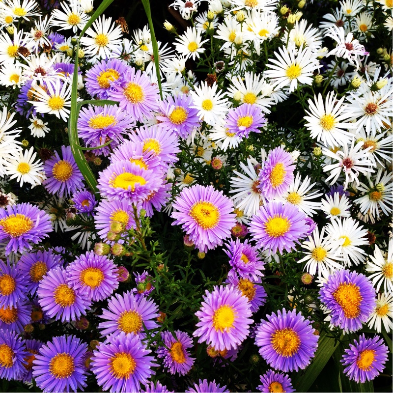 plant image 15811