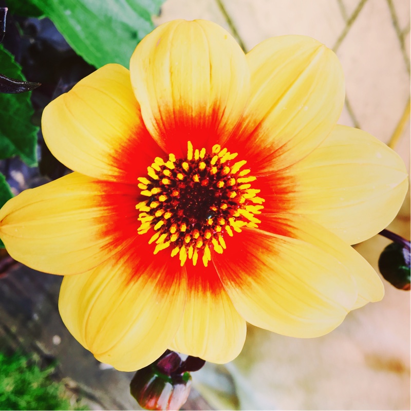 Dahlia 'Sunshine'