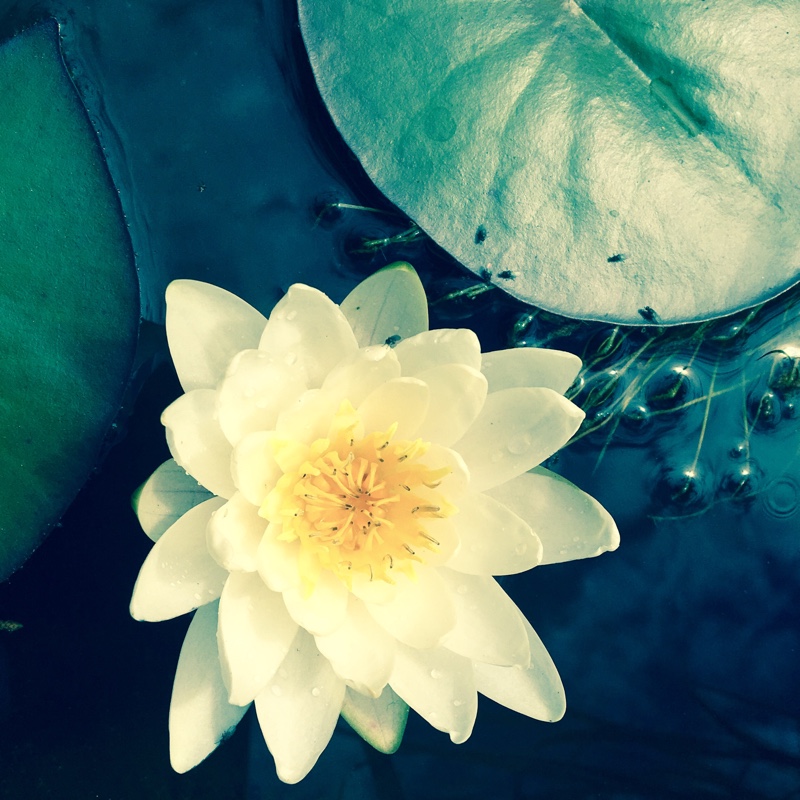 Nymphaea