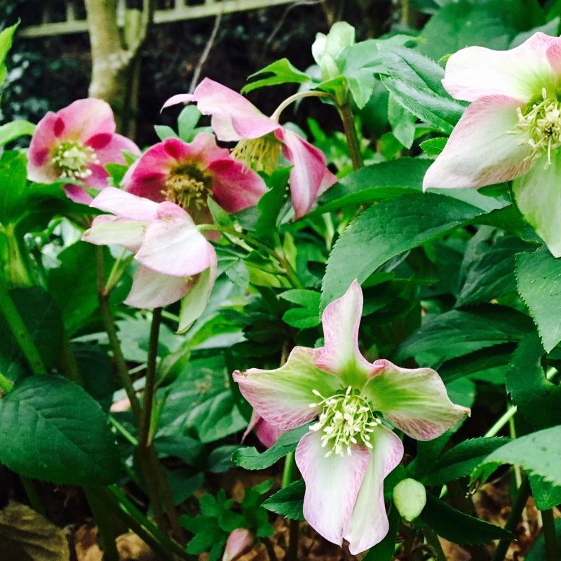 Helleborus niger 'White Magic'