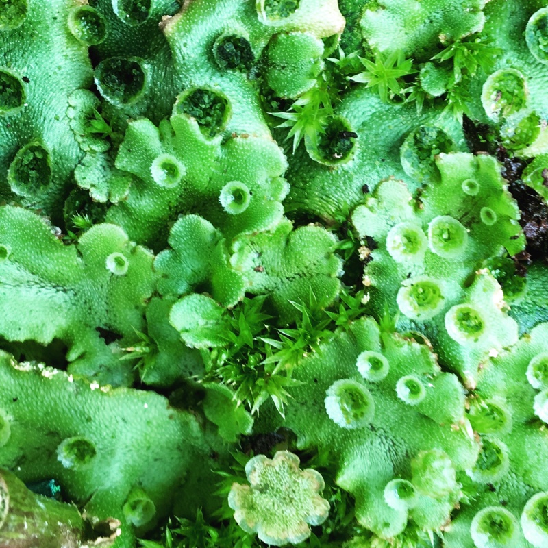Marchantia polymorpha