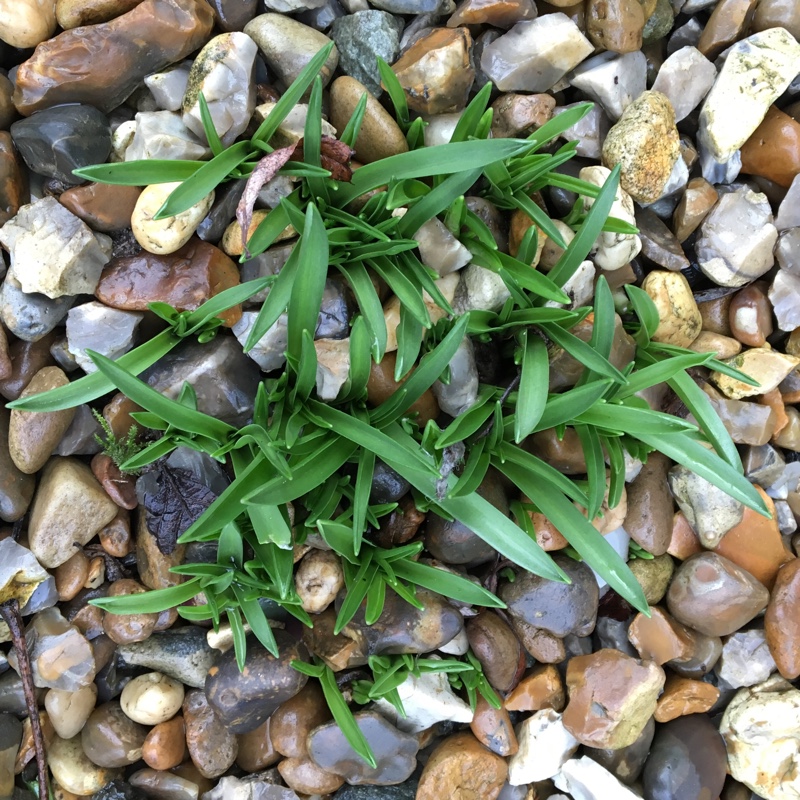 plant image 17156