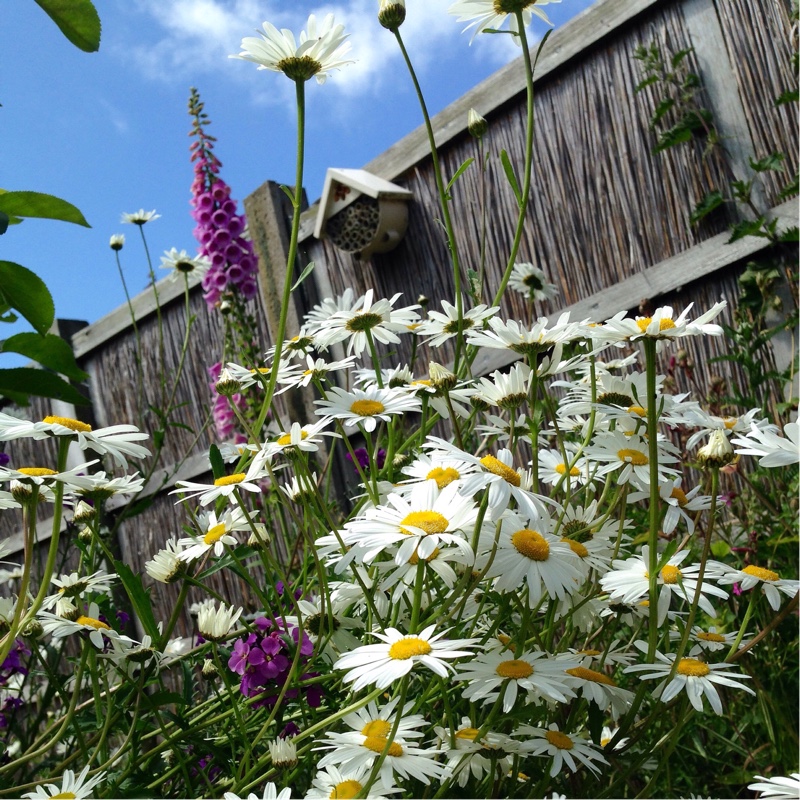 Plant image Leucanthemum vulgare