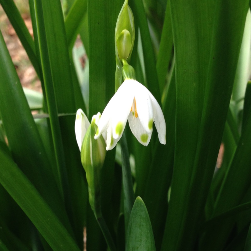Plant image Leucojum vernum