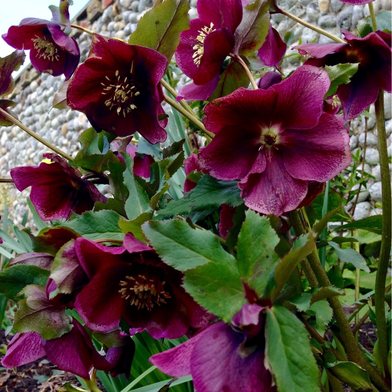 plant image 17580