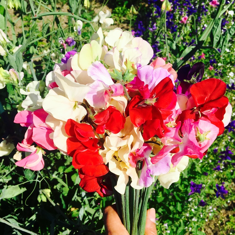 Lathyrus odoratus