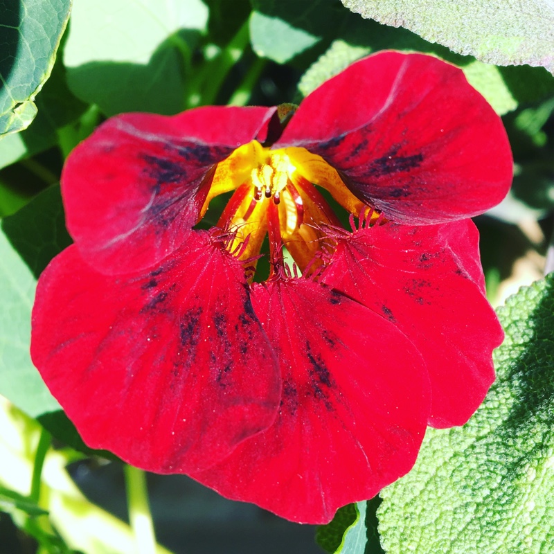plant image 181025