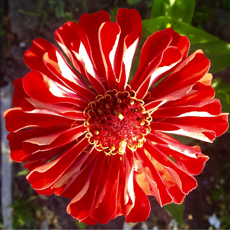 Zinnia 'Fireworks Mix'