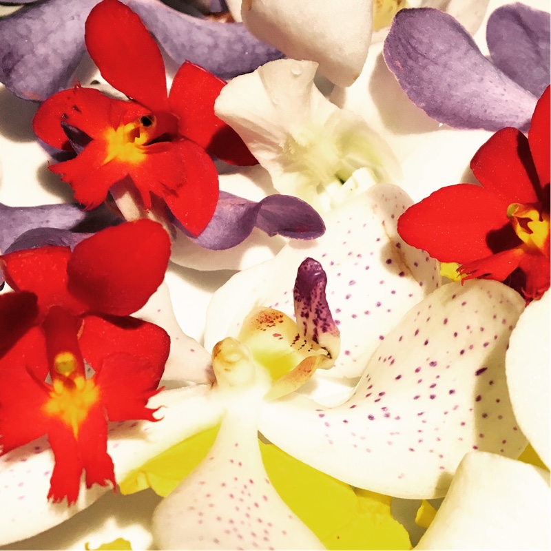 Phalaenopsis