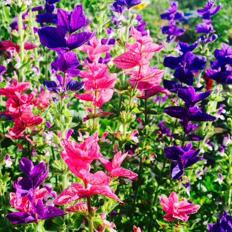 Plant image Salvia