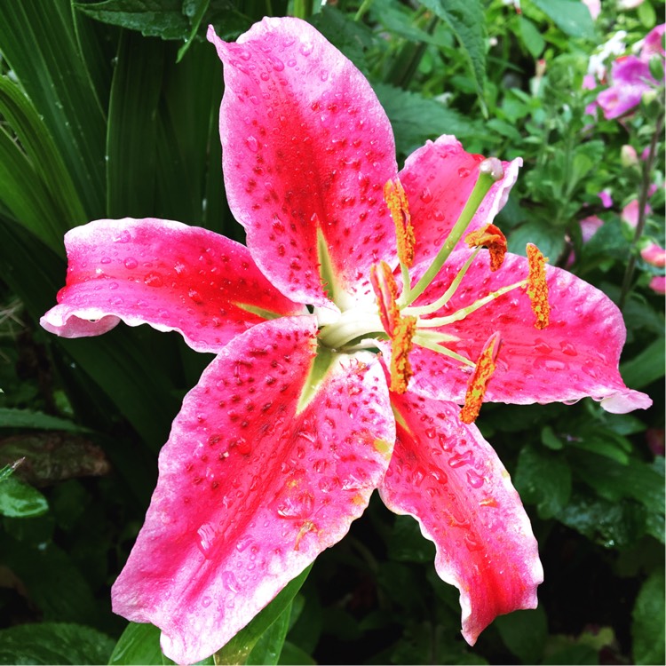 Plant image Lilium 'Star Gazer' syn. Lilium 'Stargazer'
