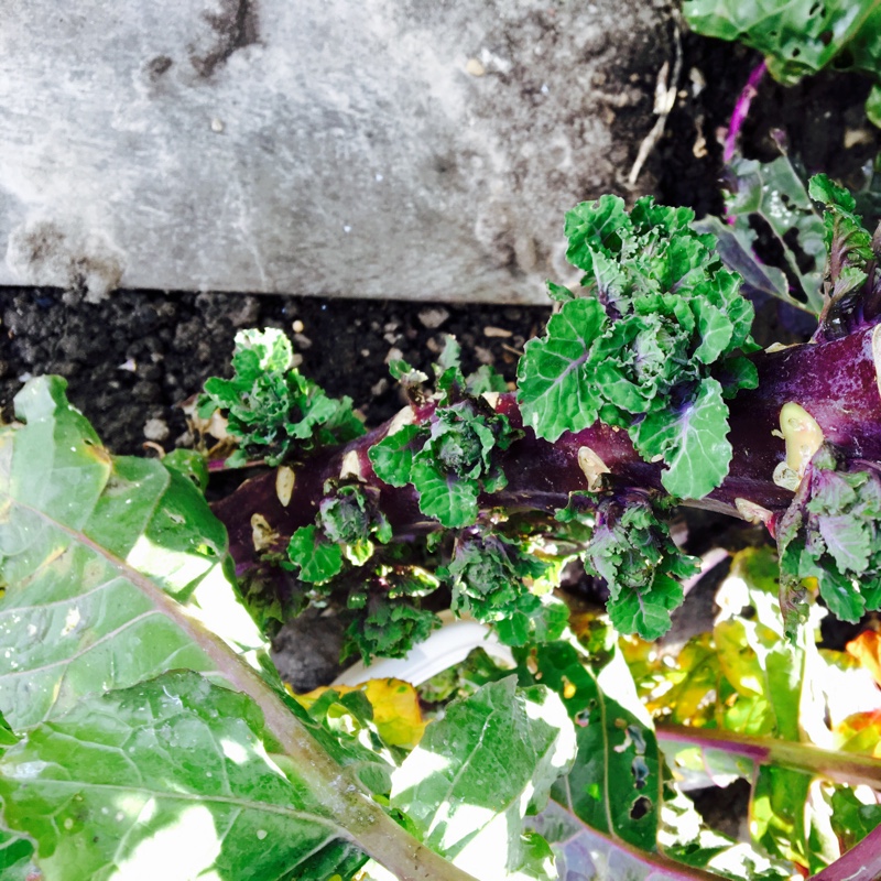 Plant image Brassica oleracea