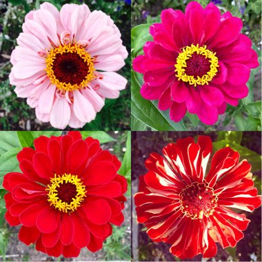 Zinnia 'Fireworks Mix'