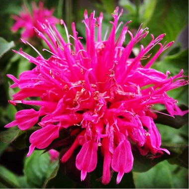 Monarda 'Pink Lace'