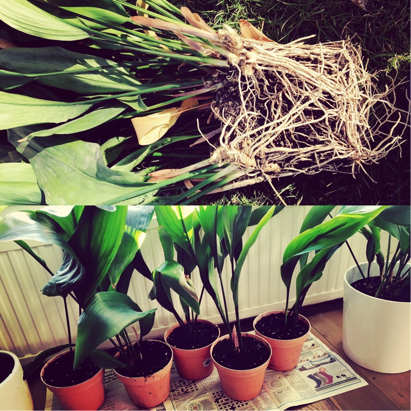Aspidistra elatior