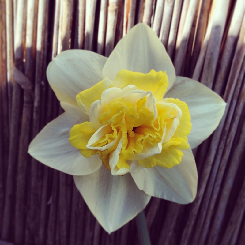 Narcissus