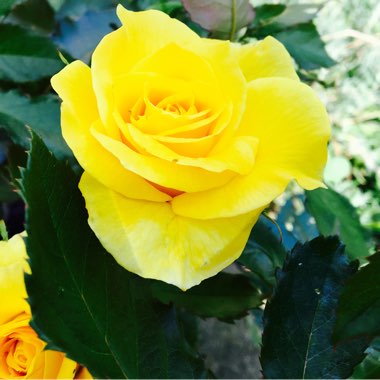 Rosa 'Korresia'