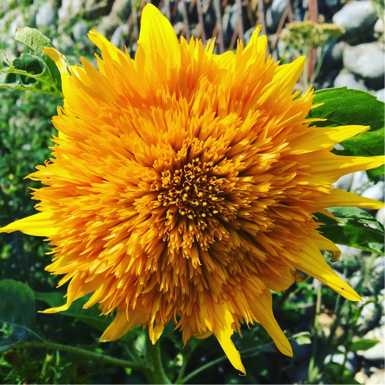 plant image 218656