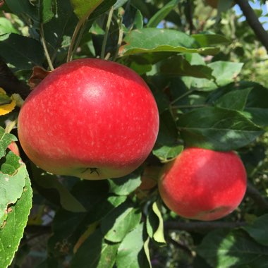 Malus domestica 'Discovery'