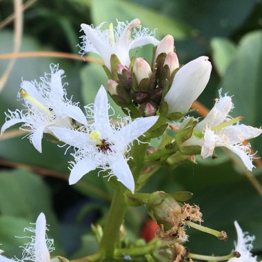 Menyanthes trifoliata