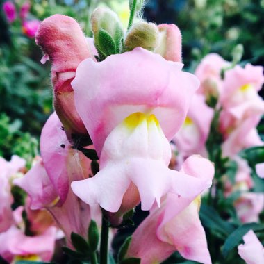 Antirrhinum