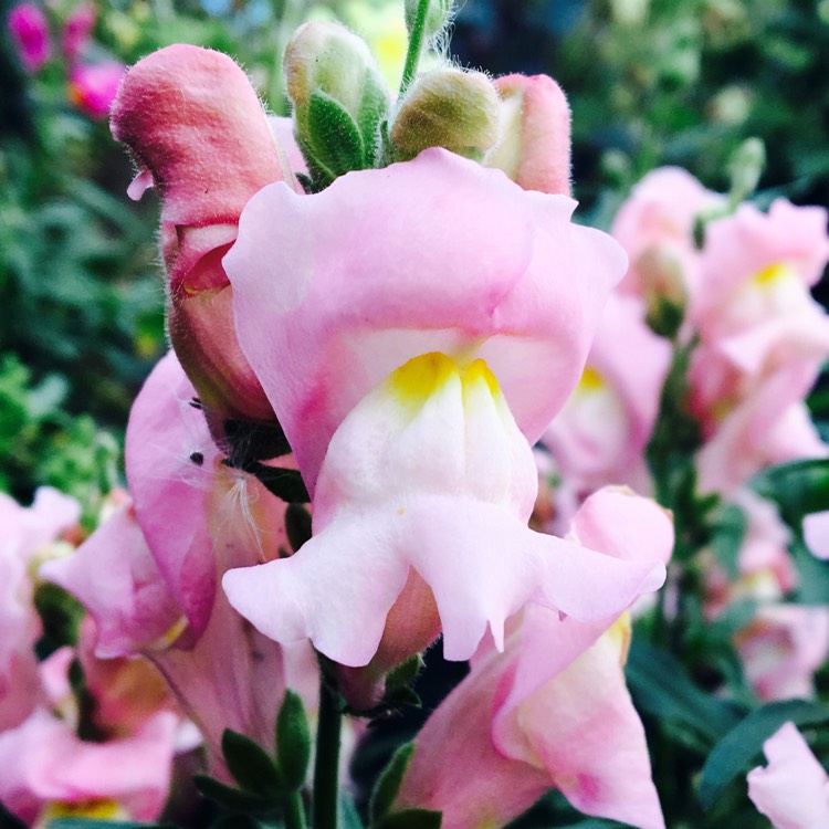 plant image 224793