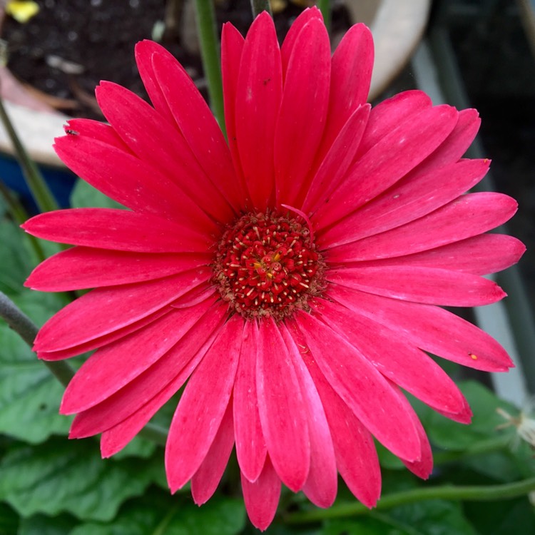 Plant image Gerbera