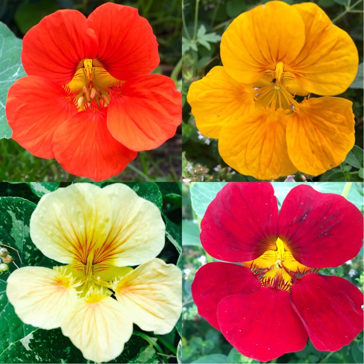 Plant image Tropaeolum majus