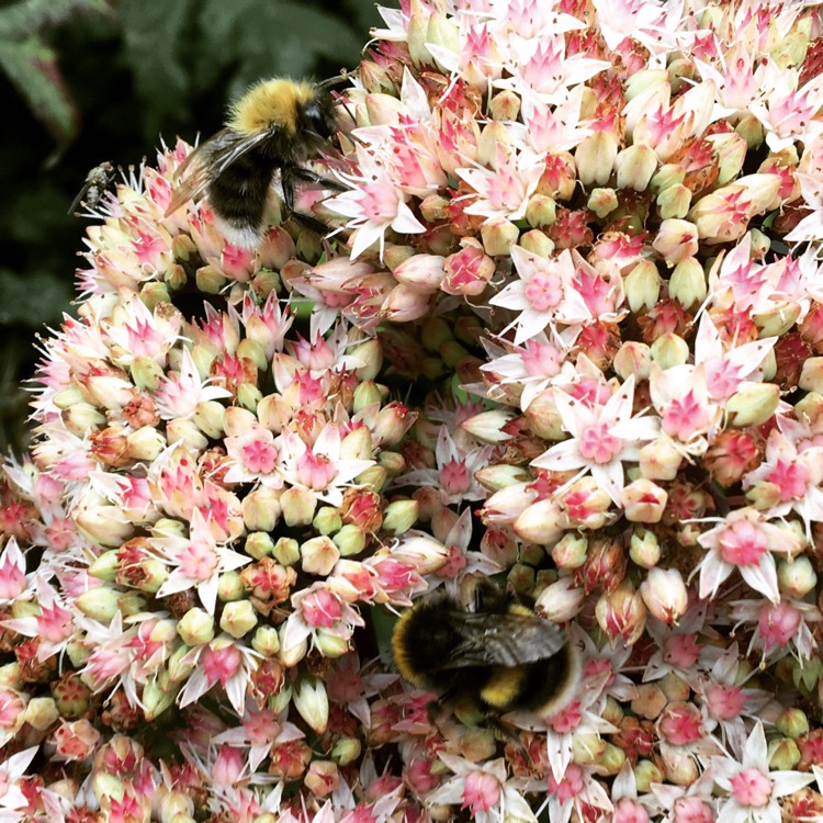 plant image 226874