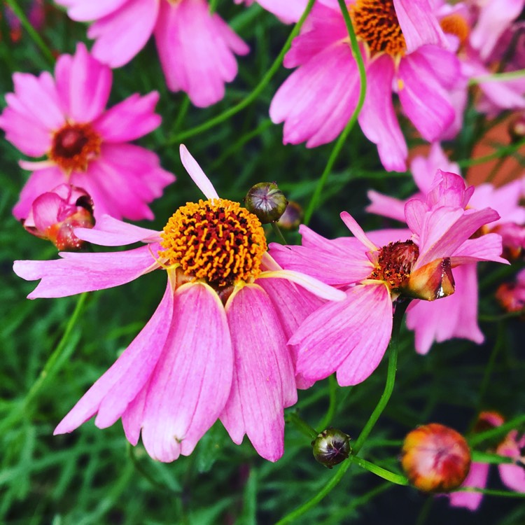 plant image 227516