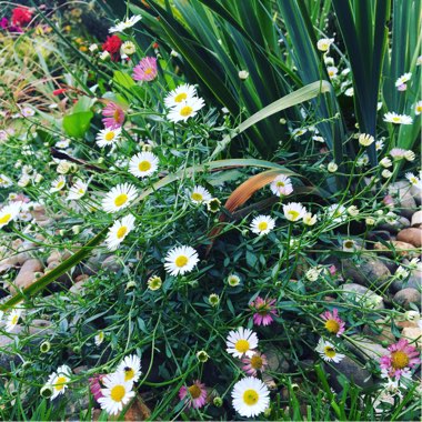 Erigeron