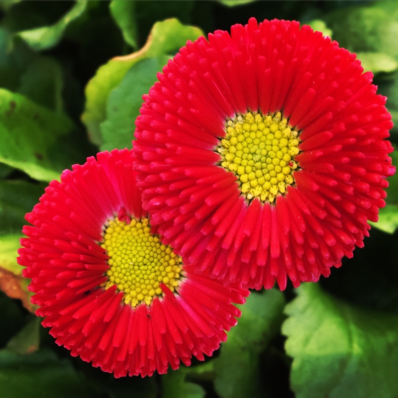 Plant image Bellis Perennis 'Romi Red'