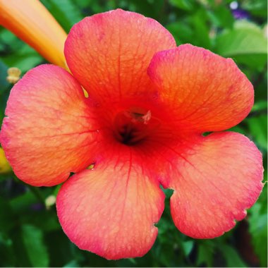 Campsis x tagliabuana 'Indian Summer'