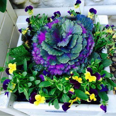 Viola tricolor
