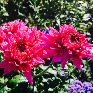 Chrysanthemum 'Allouise Orange'