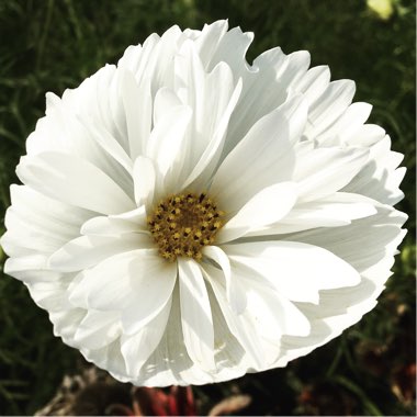 Cosmos Bipinnatus 'Cupcake'
