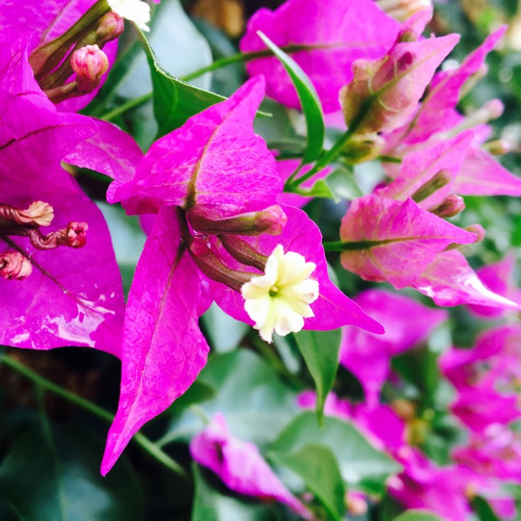 Plant image Bougainvillea