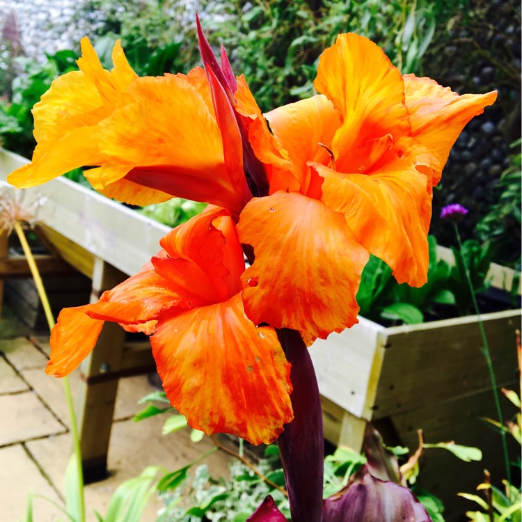 Plant image Canna 'Phasion' syn. Canna 'Durban', Canna 'Tropicanna', Canna 'Inferno'